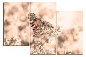 Obraz na plátně - Motýl na levandule 1221FD (150x100 cm)