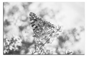 Obraz na plátně - Motýl na levandule 1221QA (90x60 cm )