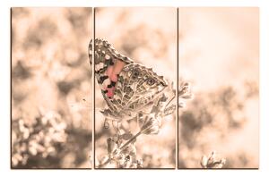 Obraz na plátně - Motýl na levandule 1221FB (90x60 cm )