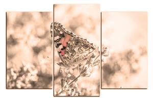 Obraz na plátně - Motýl na levandule 1221FC (120x80 cm)