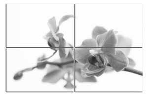 Obraz na plátně - Orchidej květ izolována na bílém pozadí 1222QE (150x100 cm)