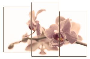 Obraz na plátně - Orchidej květ izolována na bílém pozadí 1222FD (105x70 cm)