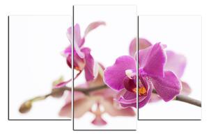Obraz na plátně - Orchidej květ izolována na bílém pozadí 1222C (90x60 cm)