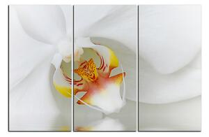 Obraz na plátně - Detailní záběr bílé orchideje 1223B (150x100 cm)