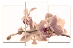 Obraz na plátně - Orchidej květ izolována na bílém pozadí 1222FC (90x60 cm)