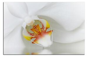 Obraz na plátně - Detailní záběr bílé orchideje 1223A (120x80 cm)
