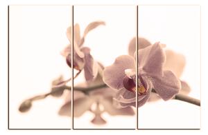 Obraz na plátně - Orchidej květ izolována na bílém pozadí 1222FB (120x80 cm)