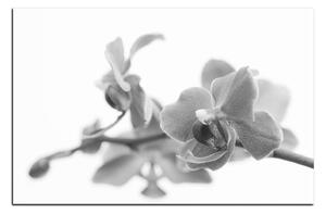 Obraz na plátně - Orchidej květ izolována na bílém pozadí 1222QA (60x40 cm)