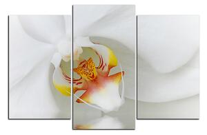 Obraz na plátně - Detailní záběr bílé orchideje 1223C (120x80 cm)