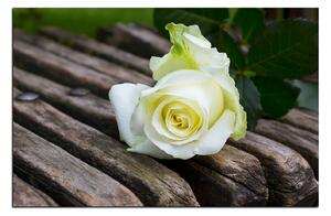 Obraz na plátně - Bílá růže na lavici 1224A (90x60 cm )