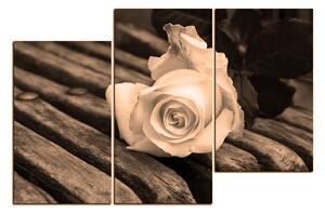 Obraz na plátně - Bílá růže na lavici 1224FD (90x60 cm)