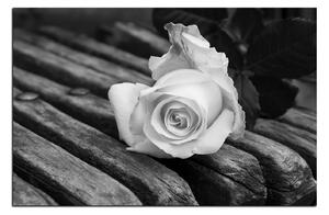 Obraz na plátně - Bílá růže na lavici 1224QA (60x40 cm)