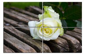 Obraz na plátně - Bílá růže na lavici 1224E (120x80 cm)