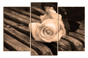 Obraz na plátně - Bílá růže na lavici 1224FC (150x100 cm)