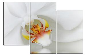 Obraz na plátně - Detailní záběr bílé orchideje 1223D (90x60 cm)