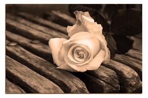 Obraz na plátně - Bílá růže na lavici 1224FA (60x40 cm)