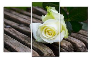 Obraz na plátně - Bílá růže na lavici 1224C (105x70 cm)