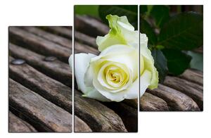 Obraz na plátně - Bílá růže na lavici 1224D (90x60 cm)
