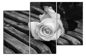 Obraz na plátně - Bílá růže na lavici 1224QD (120x80 cm)