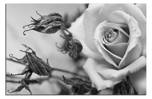 Obraz na plátně - Růže a uschlé rostliny 1225QA (90x60 cm )