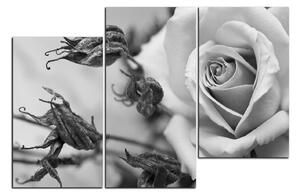 Obraz na plátně - Růže a uschlé rostliny 1225QD (90x60 cm)