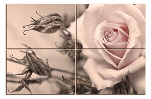 Obraz na plátně - Růže a uschlé rostliny 1225FE (90x60 cm)