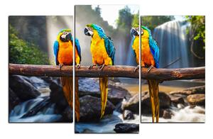 Obraz na plátně - Modro žluté Macaw 1232C (120x80 cm)