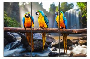 Obraz na plátně - Modro žluté Macaw 1232B (90x60 cm )
