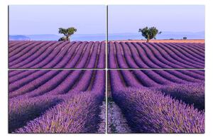 Obraz na plátně - Levandulové pole v létě 1234E (150x100 cm)