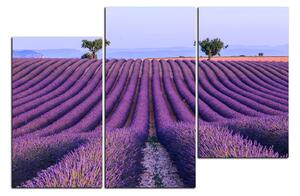 Obraz na plátně - Levandulové pole v létě 1234D (150x100 cm)