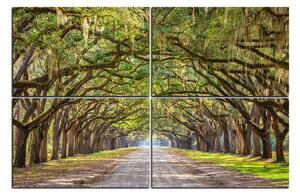 Obraz na plátně - Historické dubové stromy lemované polní cestou 1239E (150x100 cm)