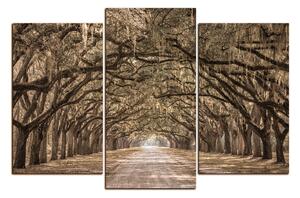 Obraz na plátně - Historické dubové stromy lemované polní cestou 1239FC (105x70 cm)