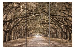 Obraz na plátně - Historické dubové stromy lemované polní cestou 1239FB (150x100 cm)