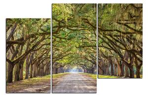 Obraz na plátně - Historické dubové stromy lemované polní cestou 1239D (90x60 cm)