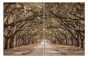 Obraz na plátně - Historické dubové stromy lemované polní cestou 1239FE (120x80 cm)