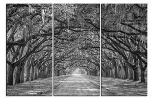 Obraz na plátně - Historické dubové stromy lemované polní cestou 1239QB (90x60 cm )