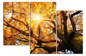 Obraz na plátně - Slunce přes větve stromu 1240D (150x100 cm)