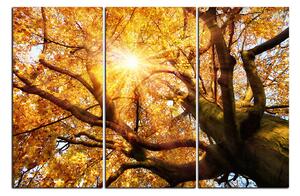 Obraz na plátně - Slunce přes větve stromu 1240B (90x60 cm )