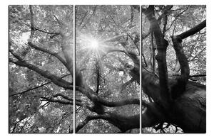 Obraz na plátně - Slunce přes větve stromu 1240QB (90x60 cm )