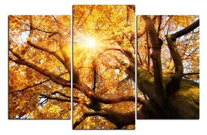 Obraz na plátně - Slunce přes větve stromu 1240C (120x80 cm)