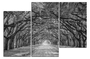 Obraz na plátně - Historické dubové stromy lemované polní cestou 1239QD (105x70 cm)