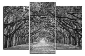 Obraz na plátně - Historické dubové stromy lemované polní cestou 1239QC (150x100 cm)