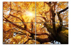 Obraz na plátně - Slunce přes větve stromu 1240E (90x60 cm)