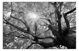 Obraz na plátně - Slunce přes větve stromu 1240QA (60x40 cm)