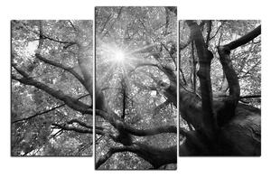 Obraz na plátně - Slunce přes větve stromu 1240QC (150x100 cm)