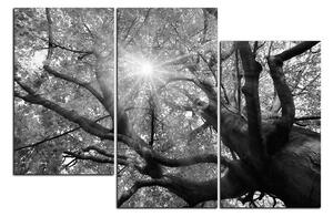 Obraz na plátně - Slunce přes větve stromu 1240QD (150x100 cm)