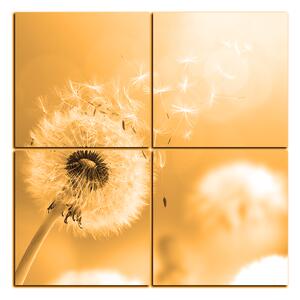 Obraz na plátně - Pampeliška v ranním slunci - čtverec 3214FE (60x60 cm)