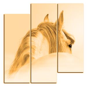 Obraz na plátně - Andaluský kůň v mlze - čtverec 3219FC (75x75 cm)
