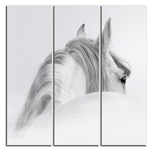 Obraz na plátně - Andaluský kůň v mlze - čtverec 3219B (75x75 cm)