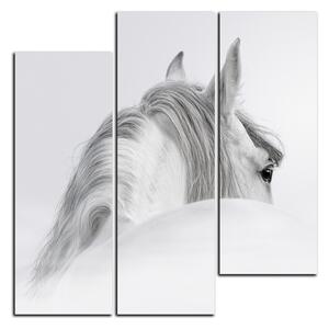 Obraz na plátně - Andaluský kůň v mlze - čtverec 3219C (75x75 cm)